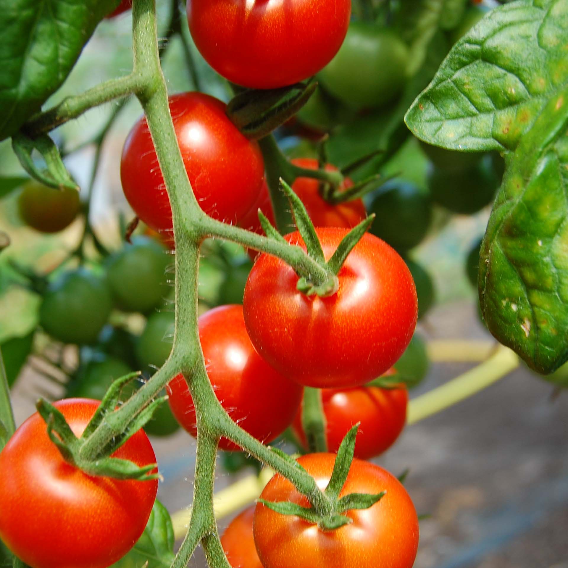 tomate_gardeners_delight