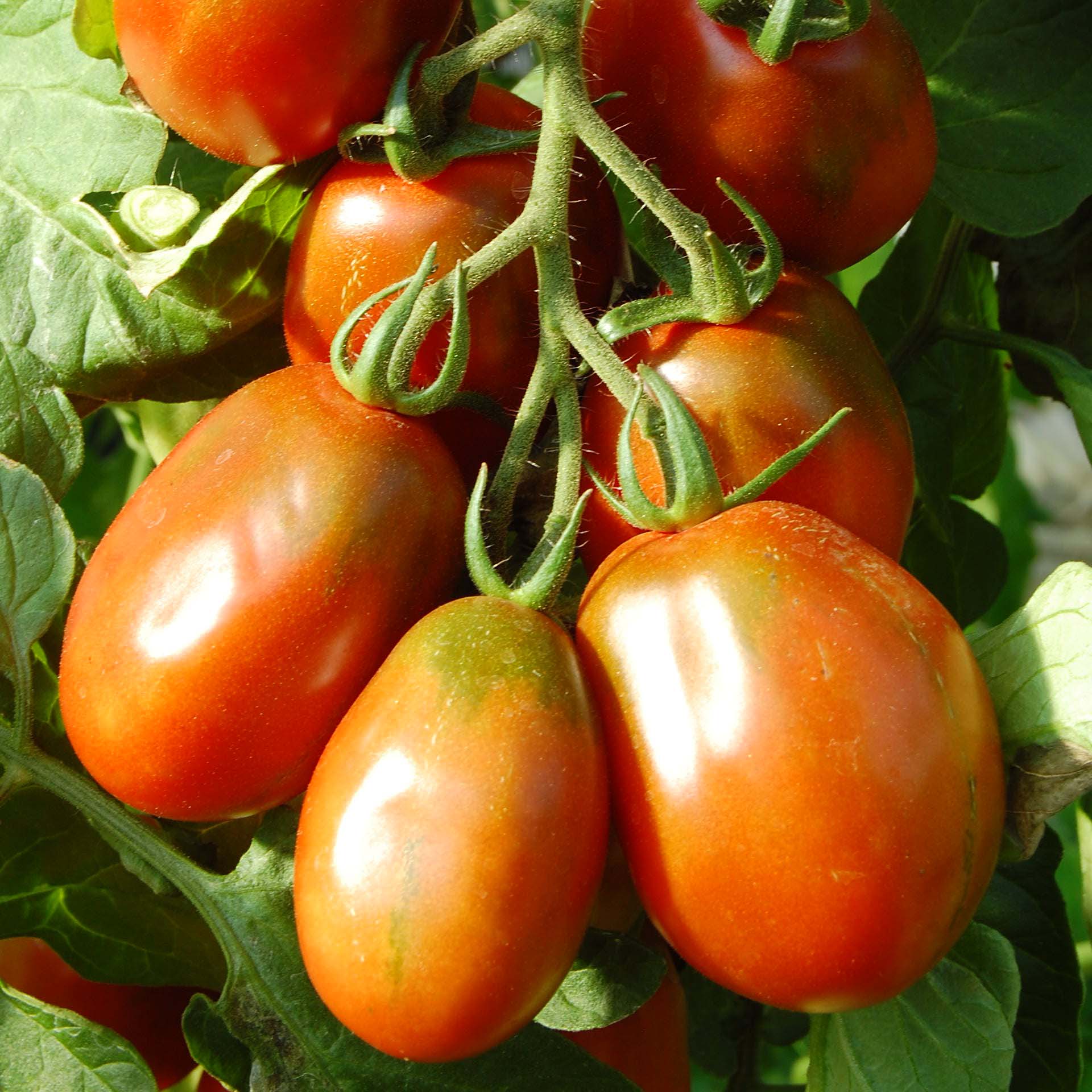 roemische_tomate
