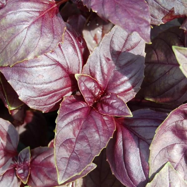 Rotes Basilikum 'Dark Opal' (Samen)