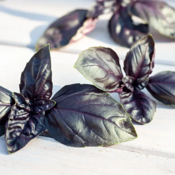 Basilikum 'Red Shiraz' (Saatgut)