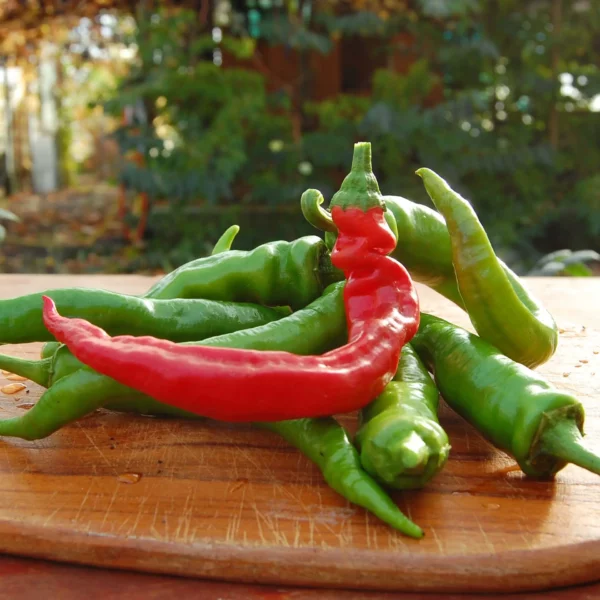 Paprika 'Boldog' (Samen)