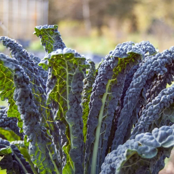 Federkohl 'Nero di Toscana'
