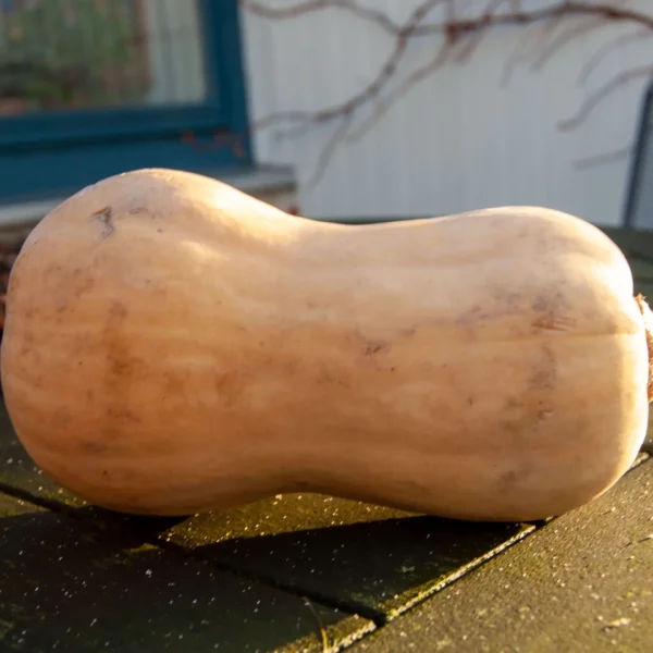 Butternut Kürbis (Samen)