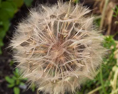 Haferwurzel Blüte