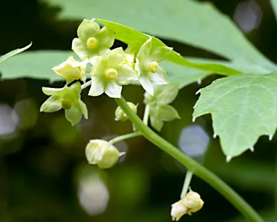 Inka-Gurke Blüten