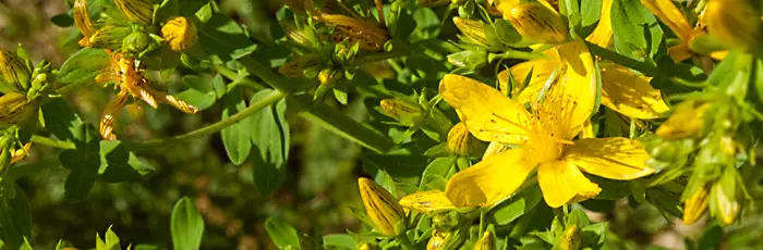 Johanniskraut Blüte