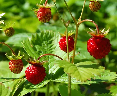 reife Walderdbeeren