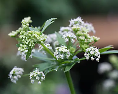 Schnittsellerie Blüten