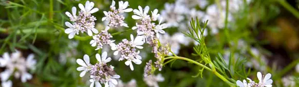 Lungenkraut Blüten