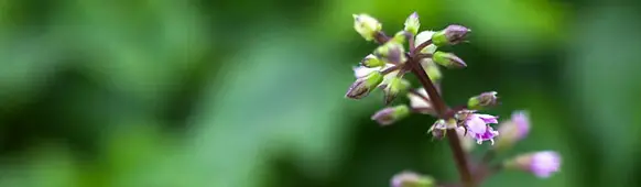 Lungenkraut Blüten