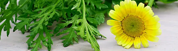 Lungenkraut Blüten