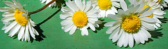 bild von gänseblümchen auf tisch