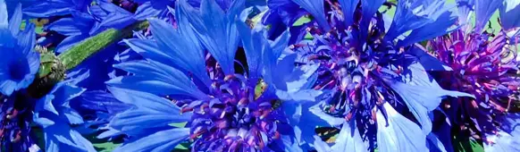 Kornblumen Blüte