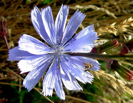 Blüte der Wegwarte