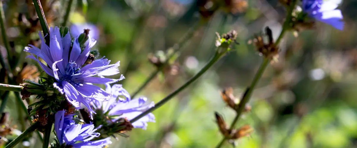 Wegwarte im botanischen Garten