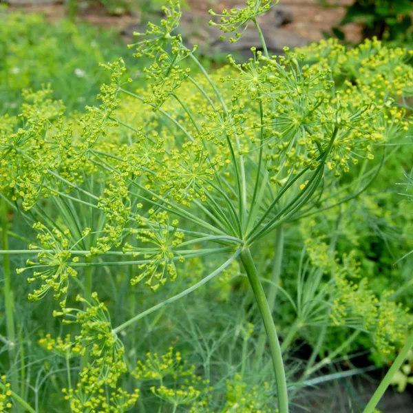 Dill (Samen)