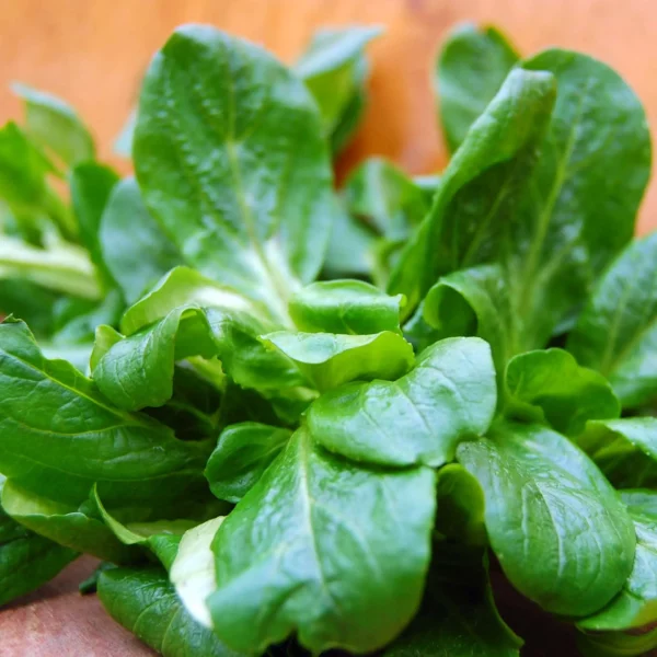 Feldsalat (Samen)