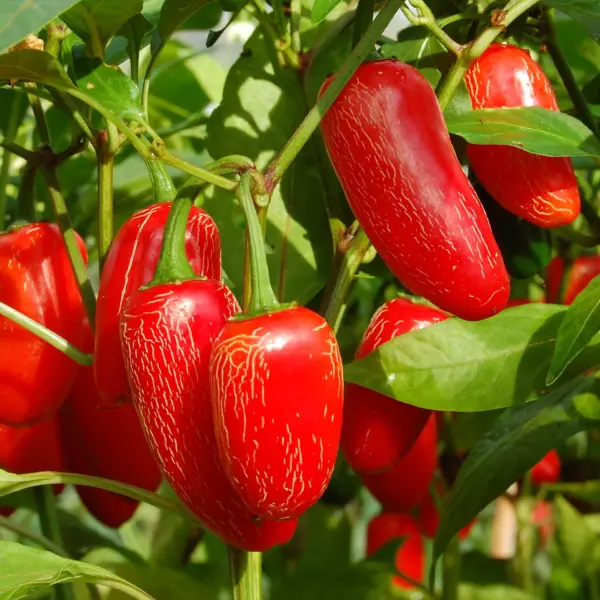 Jalapeno (Samen)
