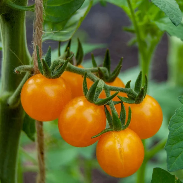 Kirschtomate 'Golden Currant' (Samen)