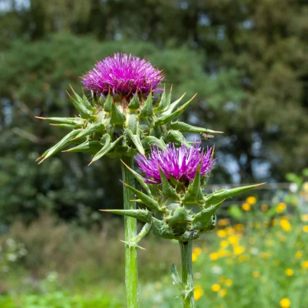 Mariendistel (Samen)