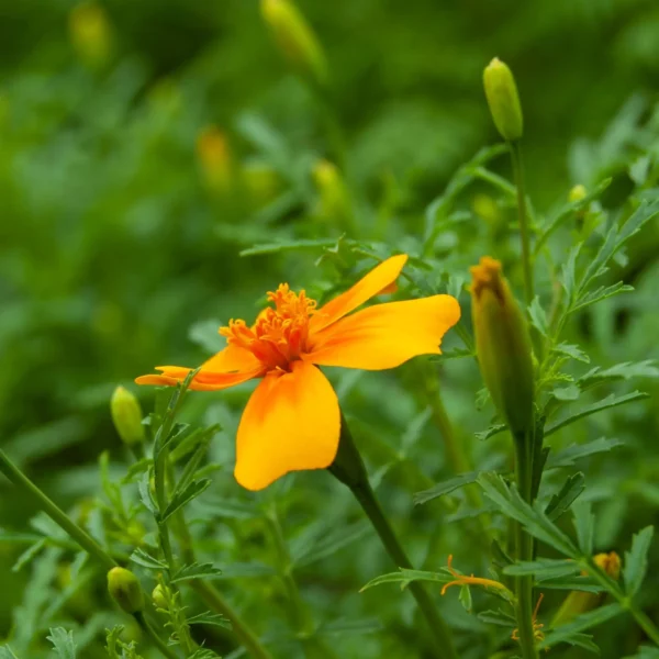Orangentagetes (Samen)