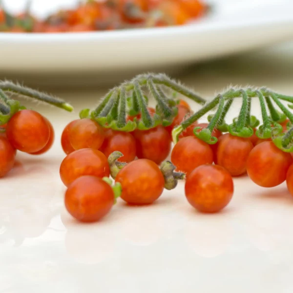 Otricoli Orange Berry (Samen)