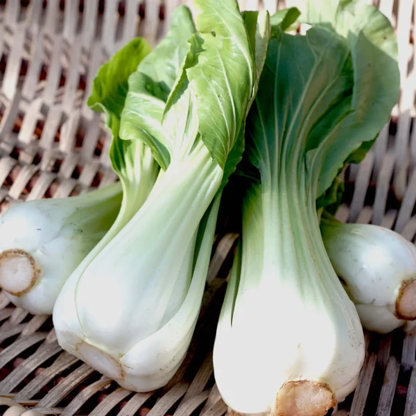 Pak Choi 'Canton White' (Samen)