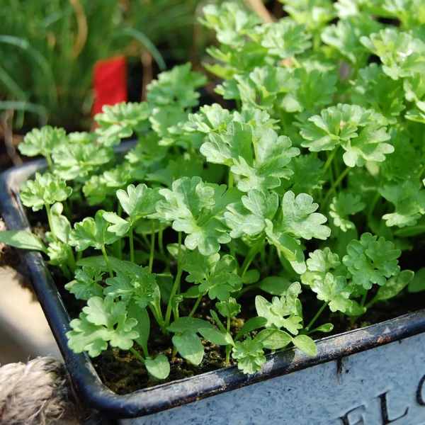 Glatte Petersilie 'Laura' (Samen)
