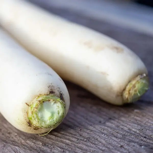 Japanischer Daikon Rettich ‚Minowase‘ (Samen)