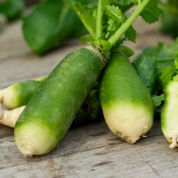 Grüner Rettich 'Green Luobo' (Samen)