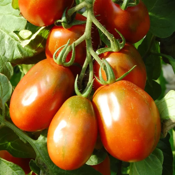 Römische Tomate (Samen)