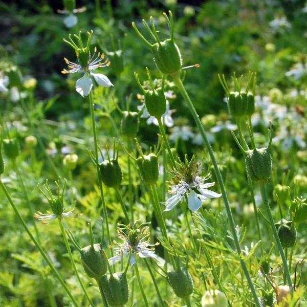 Schwarzkümmel (Samen)