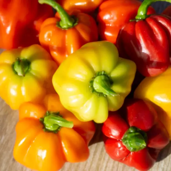 Scotch Bonnet (Samen)
