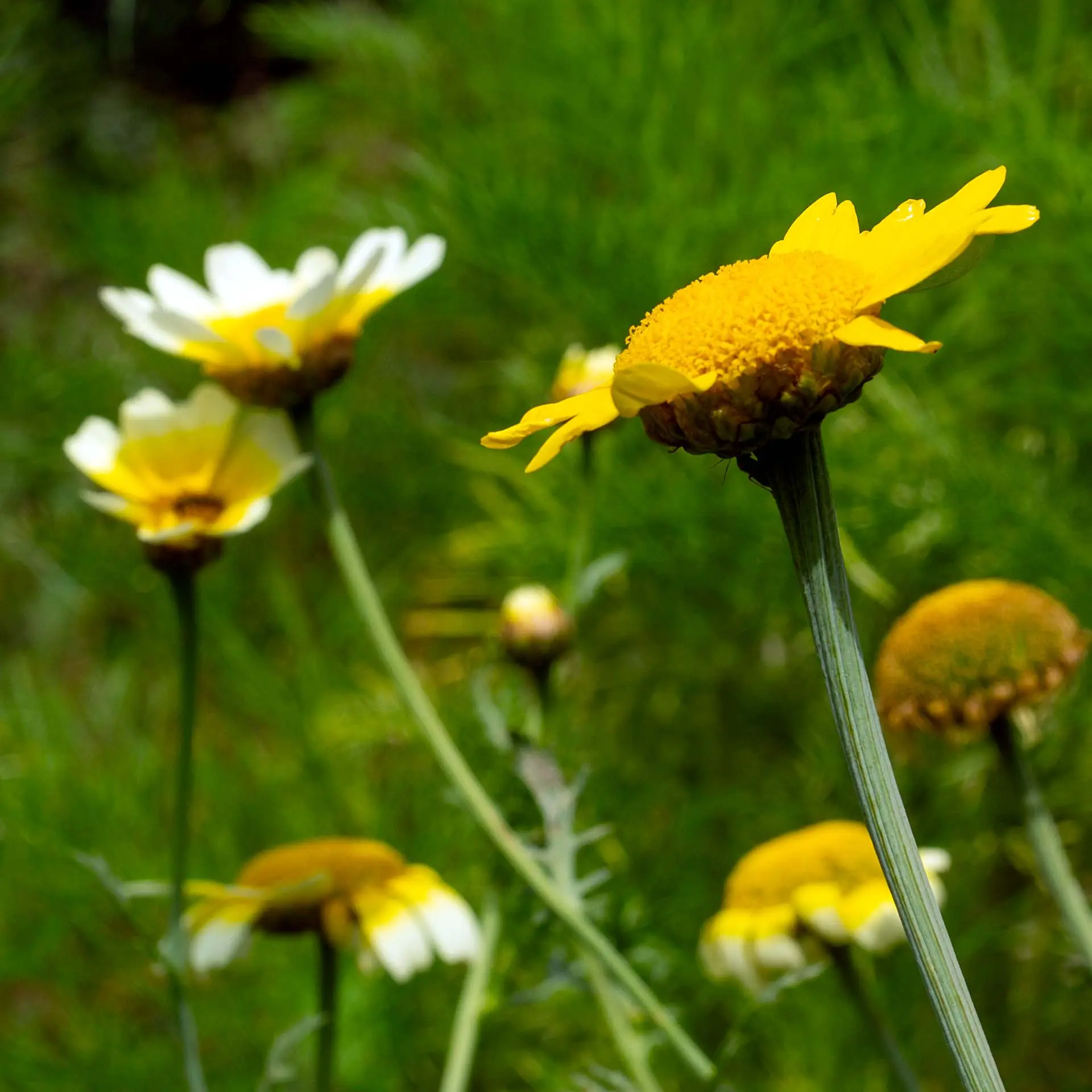 Speisechrysantheme