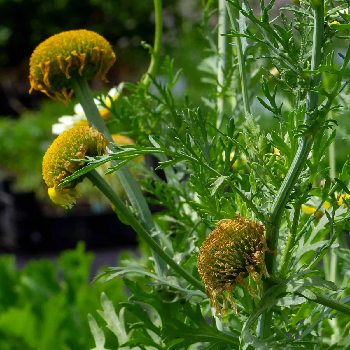 Speisechrysantheme verblühte Blüten