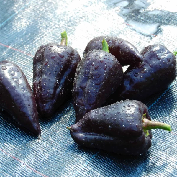 Schwarze Paprika 'Sweet Chocolate' (Samen)