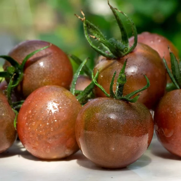 Kirschtomate 'Black Cherry' (Samen)