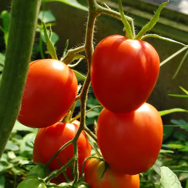 Salattomate 'Himmelsstürmer' (Samen)