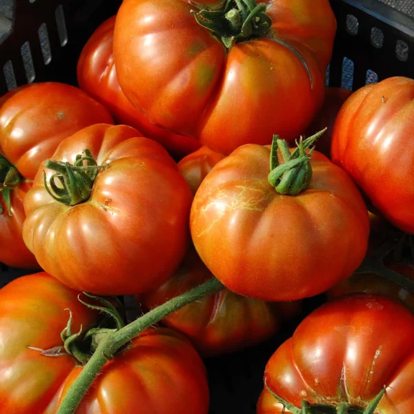 Fleischtomate 'Mr. Brown' (Samen)