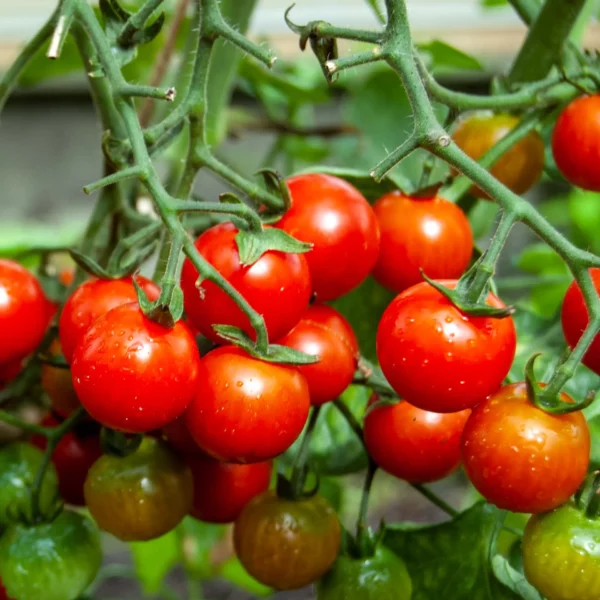 Kirschtomate 'Mühls Mini' (Samen)