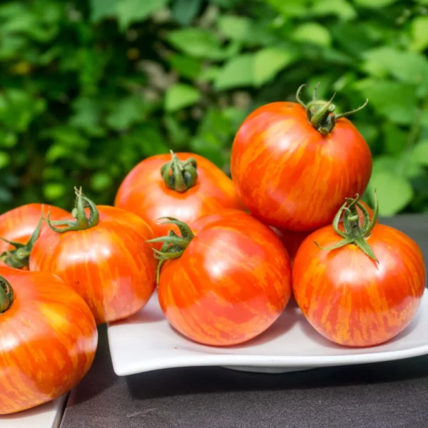 Salattomate 'Red Zebra' (Samen)
