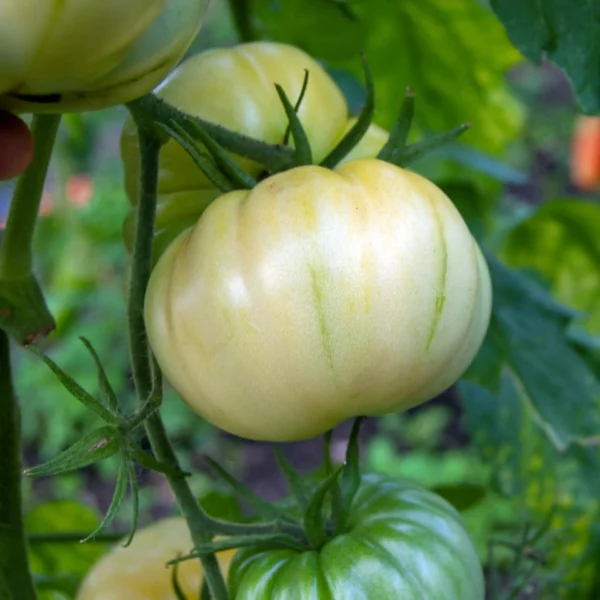 Fleischtomate 'White Princess' (Samen)