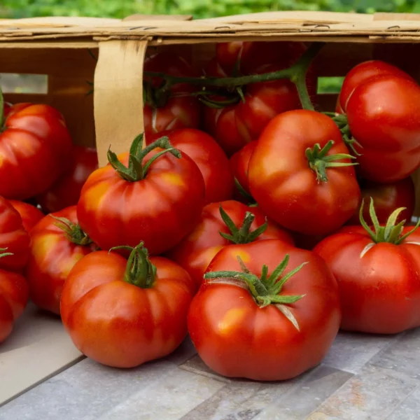 Fleischtomate 'Zürcher Original' (Samen)
