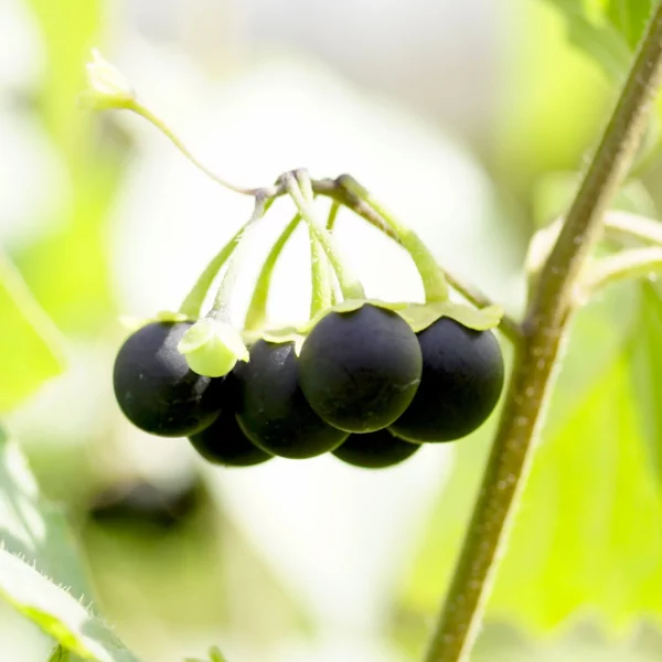 Wonderberry (Samen)